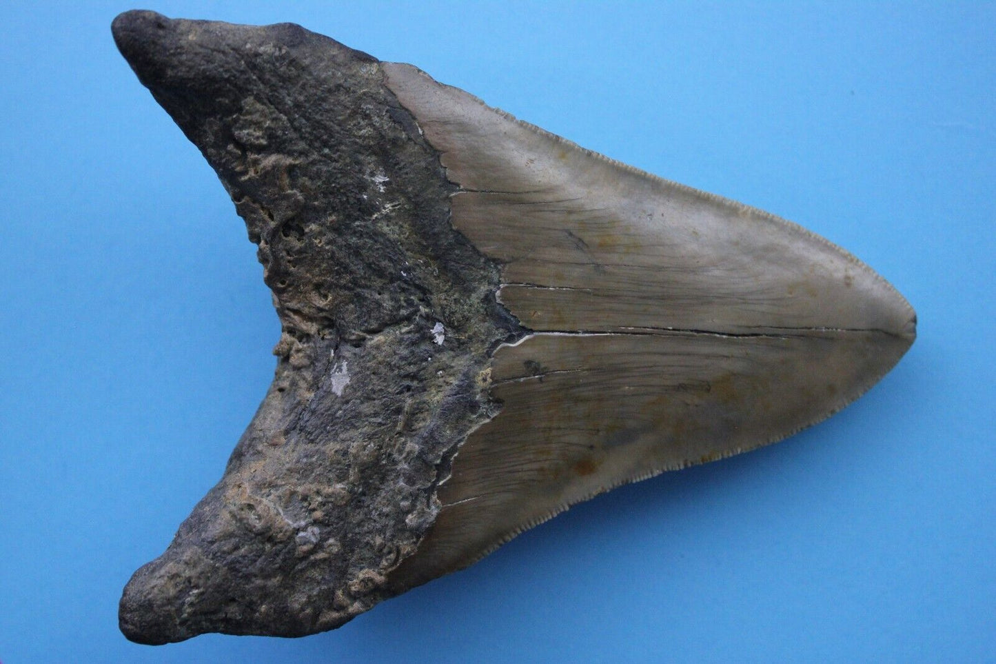 Dino Girl Megalodon Hunters Shark Tooth 4.75 Fossil Found On Meg Ledge COA 12