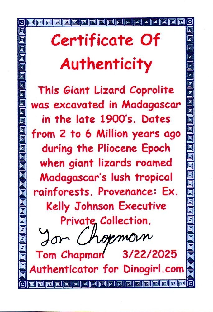Giant Lizard Poop 5 Million Years Old Genuine Real Fossil Dinosaur Girl COA S11