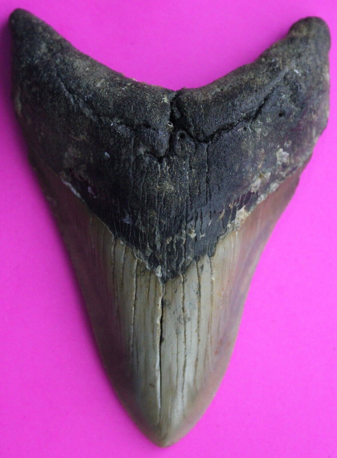 Dino Girl Megalodon Hunters Shark Tooth 4.75 Fossil Found On Meg Ledge COA 12