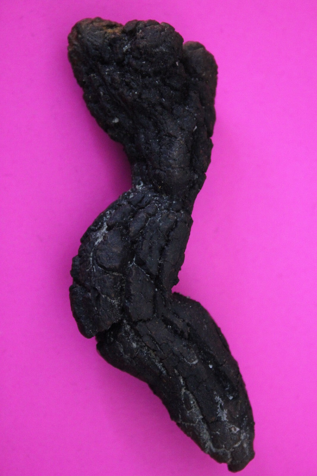 Giant Lizard Poop 5 Million Years Old Genuine Real Fossil Dinosaur Girl COA S11