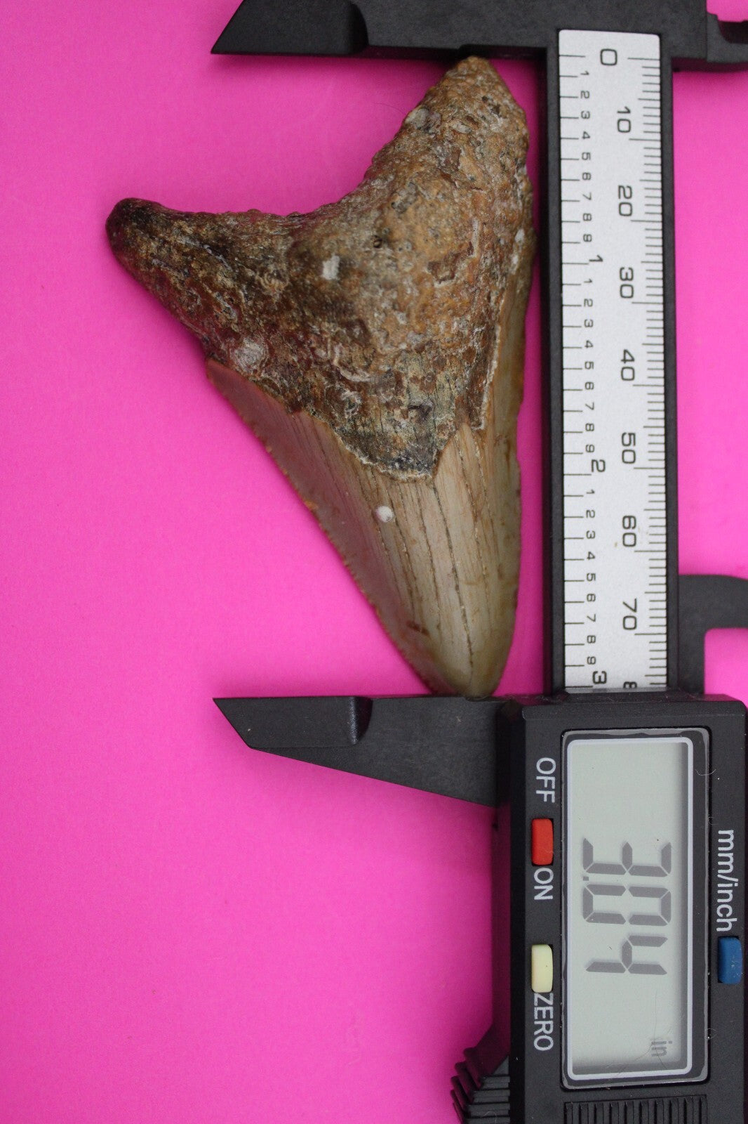 Authentic Megadolon Shark Tooth 3.04 Inch 47 Grams Fossil Dinosaur Girl COA M06