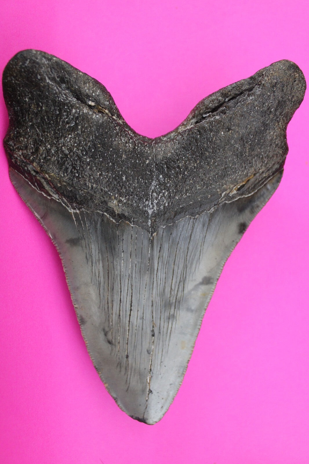 Authentic Megalodon Shark Tooth 5.7 Inch 319 Grams Fossil Dinosaur Girl COA M12