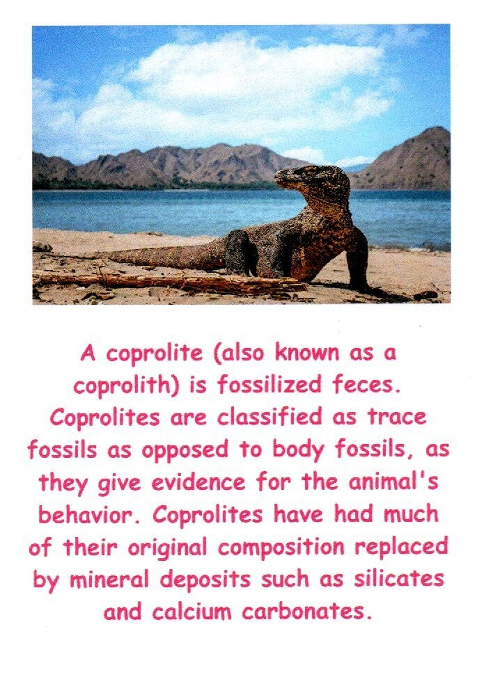 Giant Lizard Poop 5 Million Years Old Genuine Real Fossil Dinosaur Girl COA S11