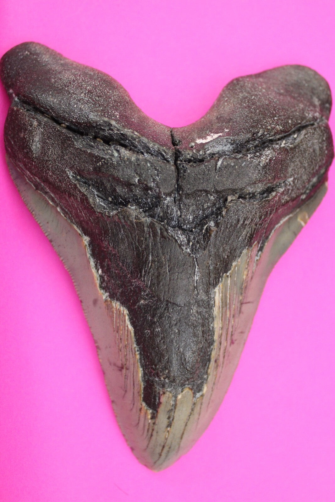 Authentic Megalodon Shark Tooth 5.7 Inch 319 Grams Fossil Dinosaur Girl COA M12