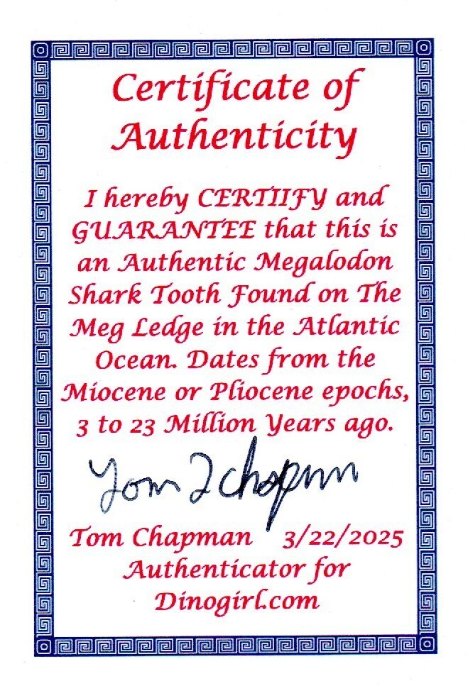 Authentic Megalodon Shark Tooth 5.7 Inch 319 Grams Fossil Dinosaur Girl COA M12