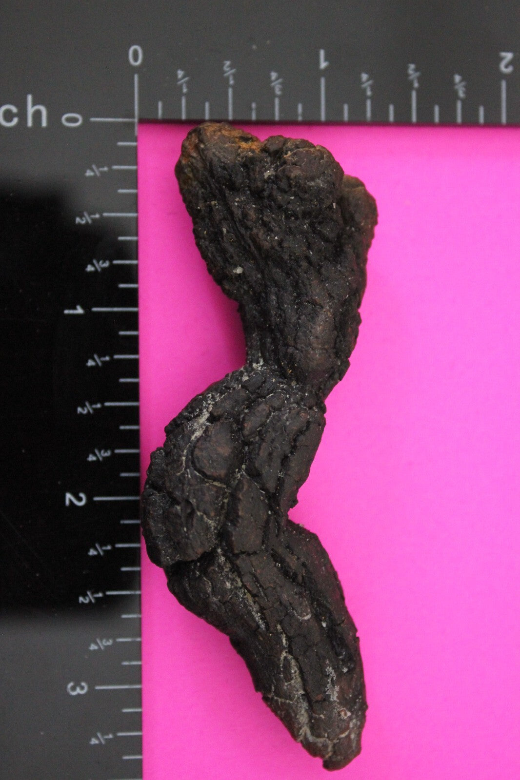 Giant Lizard Poop 5 Million Years Old Genuine Real Fossil Dinosaur Girl COA S11