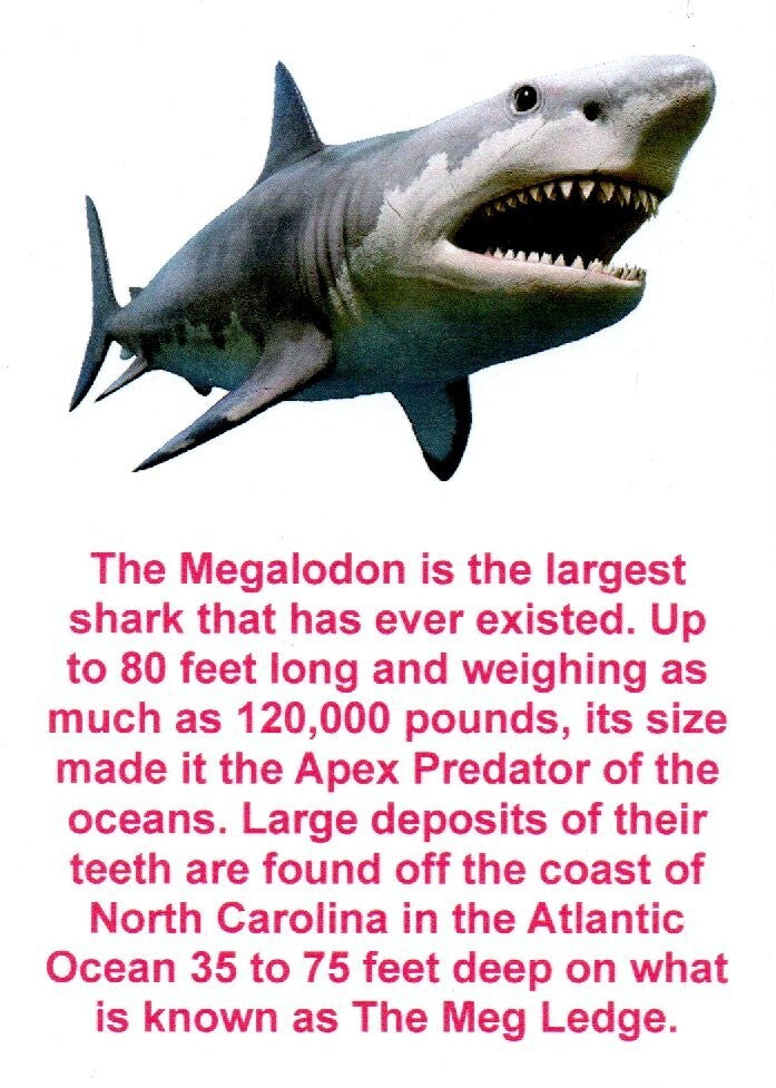 Authentic Megalodon Shark Tooth 5.7 Inch 319 Grams Fossil Dinosaur Girl COA M12