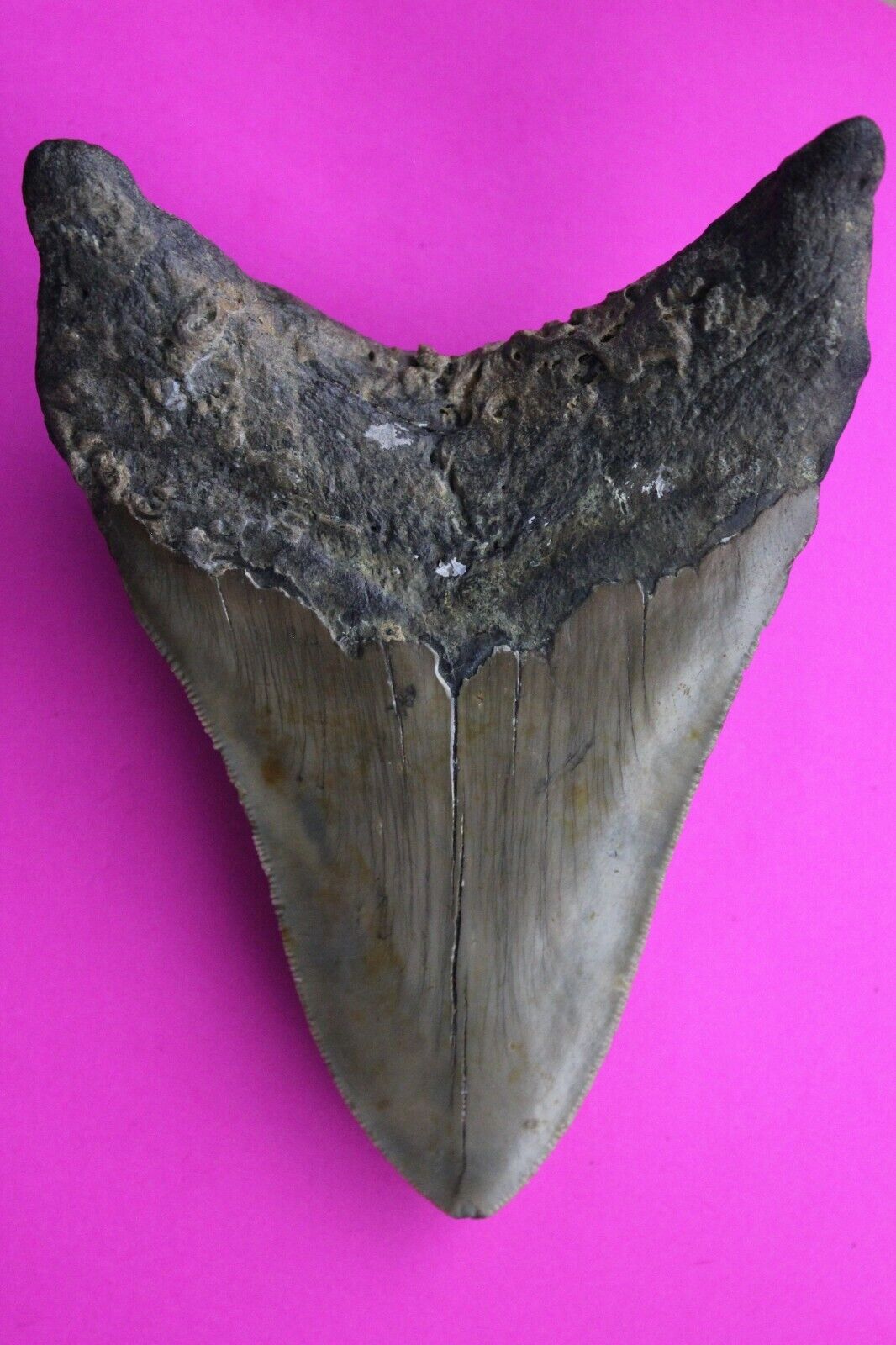 Dino Girl Megalodon Hunters Shark Tooth 4.75 Fossil Found On Meg Ledge COA 12