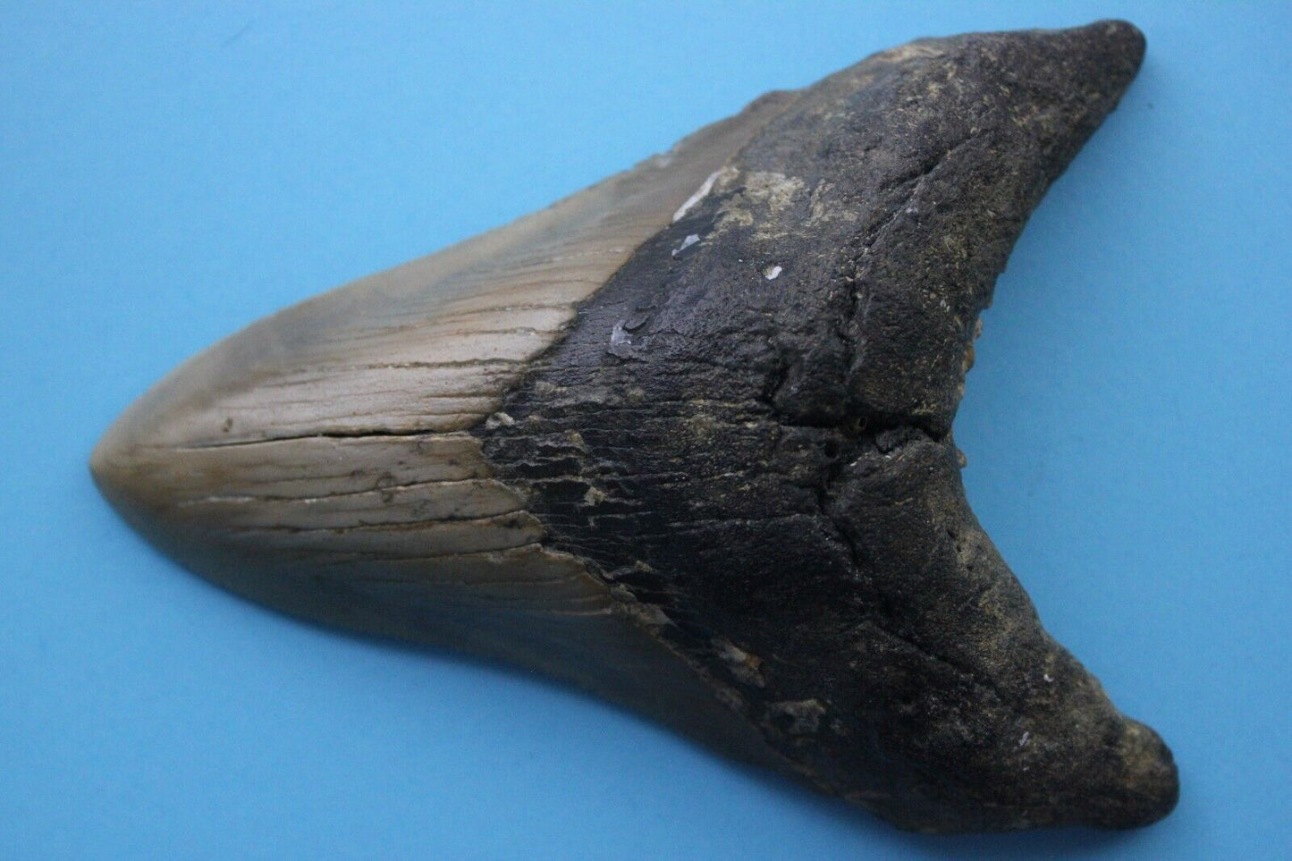 Dino Girl Megalodon Hunters Shark Tooth 4.75 Fossil Found On Meg Ledge COA 12