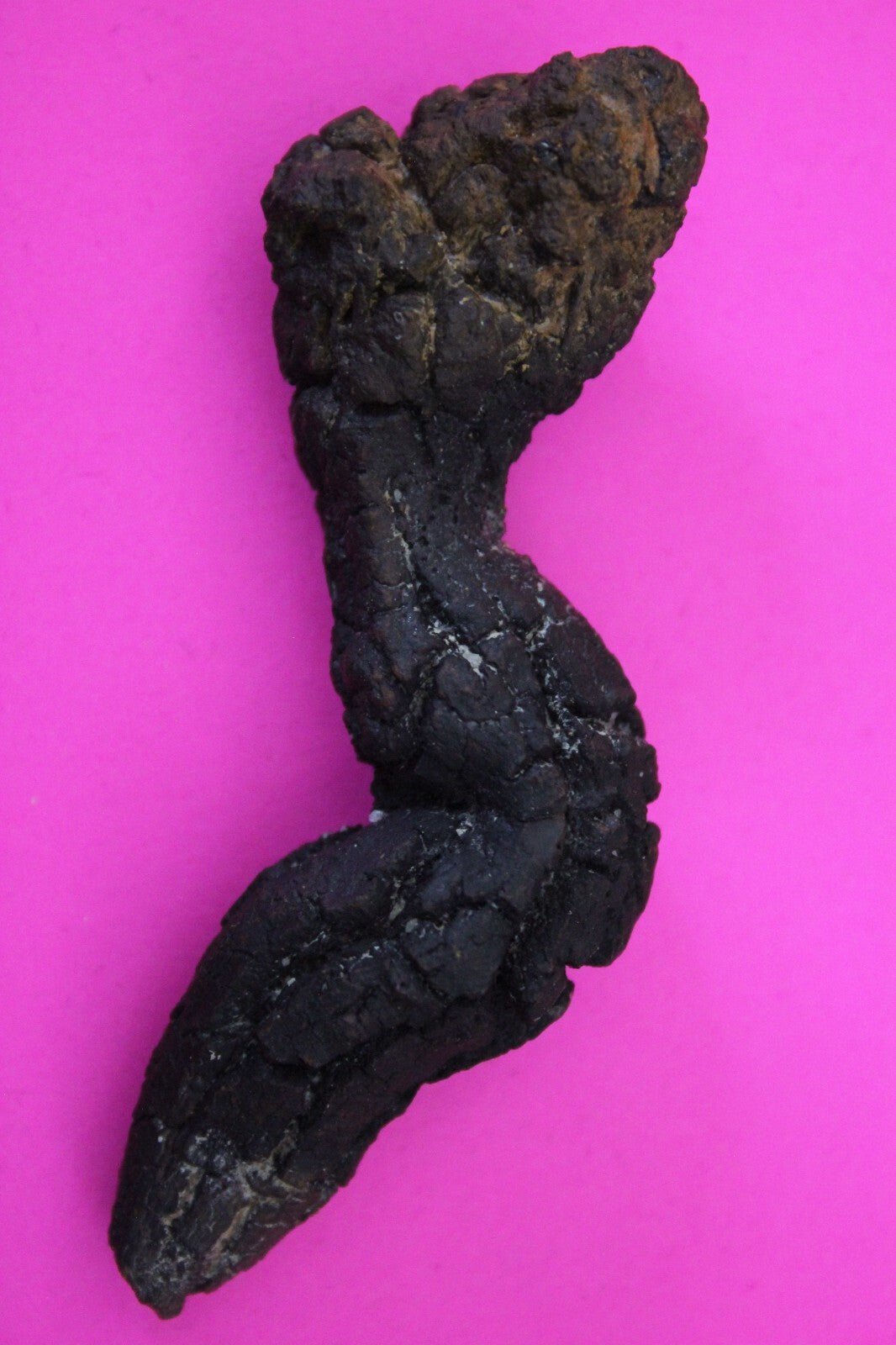 Giant Lizard Poop 5 Million Years Old Genuine Real Fossil Dinosaur Girl COA S11
